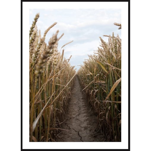 Poster Story, Plakat, Obraz - Droga przez Rozległe Pola Zbóż, wymiary 21 x 30 cm
