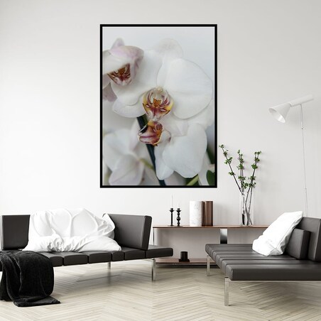 plakat orchidea 50x70 cm