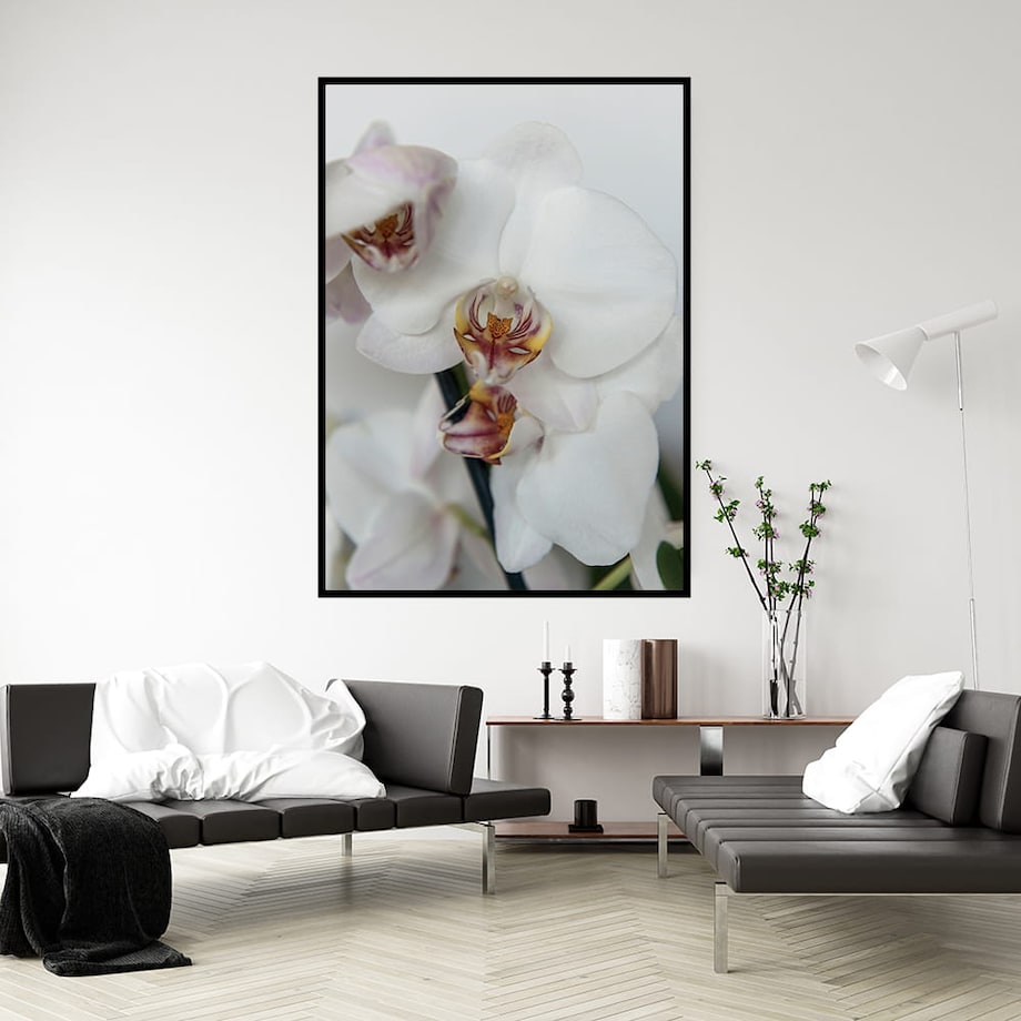plakat orchidea 50x70 cm