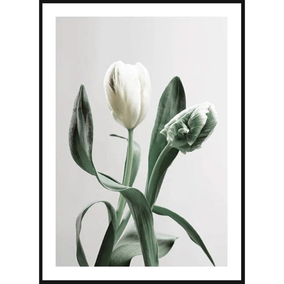 Poster Story, Plakat, Obraz - Biały Tulipan, wymiary 42 x 60 cm