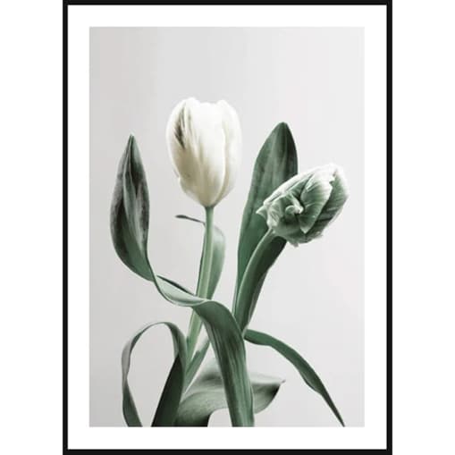 Poster Story, Plakat, Obraz - Biały Tulipan, wymiary 42 x 60 cm
