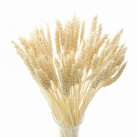Suszona pszenica bielona - bukiet suchego zboża 60szt.