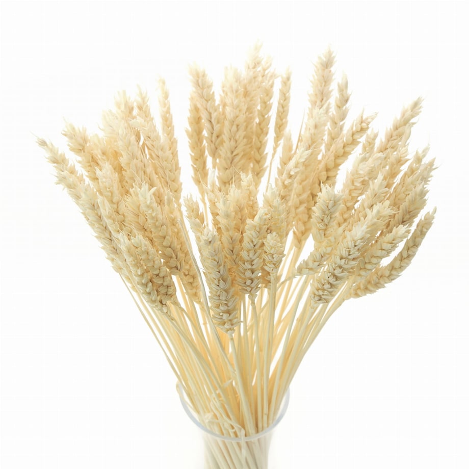Suszona pszenica bielona - bukiet suchego zboża 60szt.