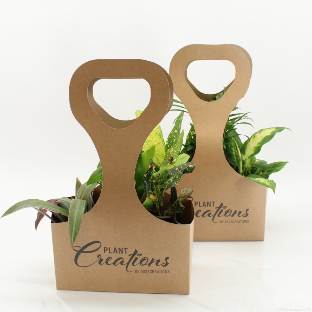 Mix 3 roślin losowych z Eco Tas gratis – doniczka Ø 9 cm – wysokość 30 cm