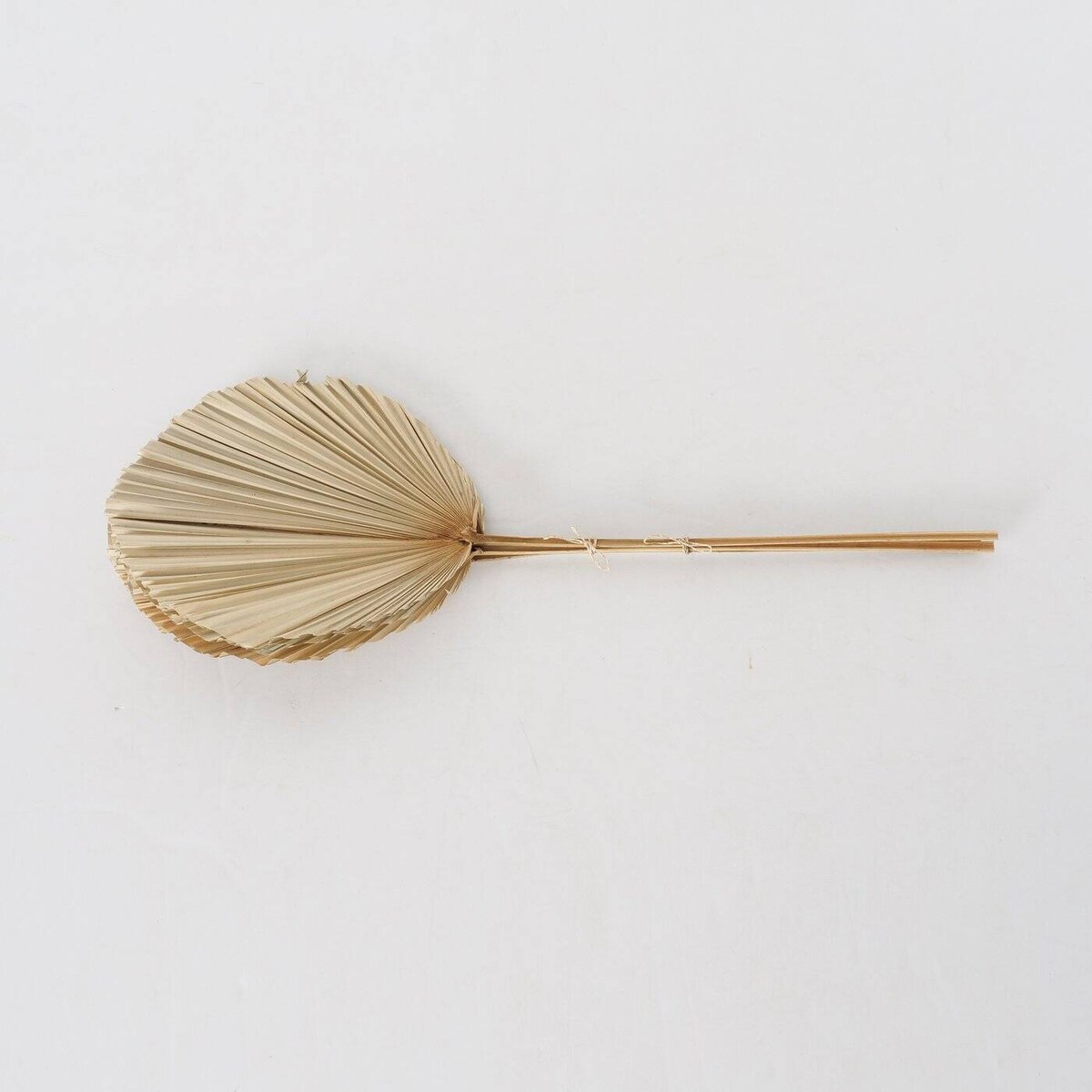 Liście palmy suszone ALYSJA, dekoracje ścienne, 3 sztuki