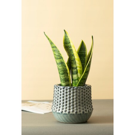 DONICA BŁĘKITNA w kółka ceramiczna śr. 13cm