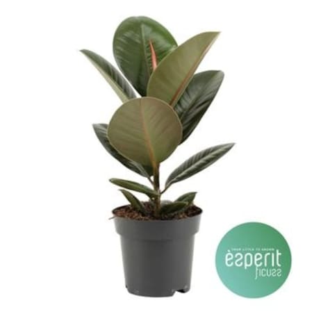 Ficus elastica Robusta| Doniczka Ø 14 cm | Wysokość ok. 40 cm