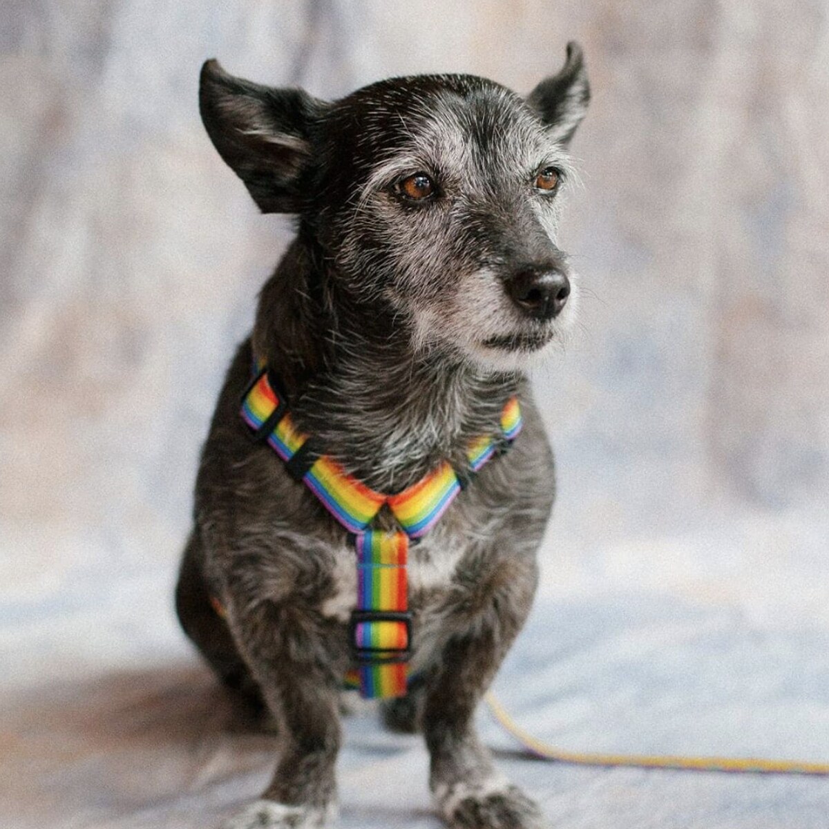 Szelki dla psa lub kota typu guard "Miłość, równość, gryzaki" - Szerokość taśmy: 25mm, Rozmiar: L