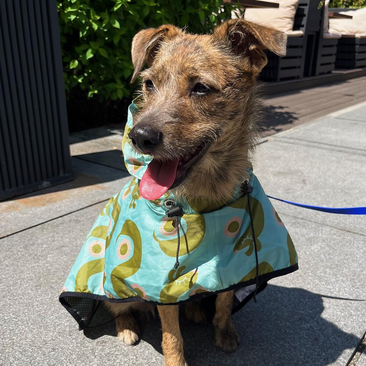 Płaszcz przeciwdeszczowy dla psa Piesss - Rozmiar: XL