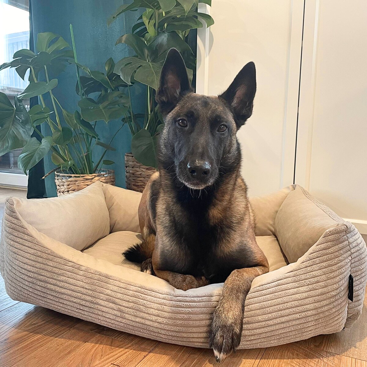 Sztruksowe legowisko dla psa MOLLY, 80x60 cm, Beż