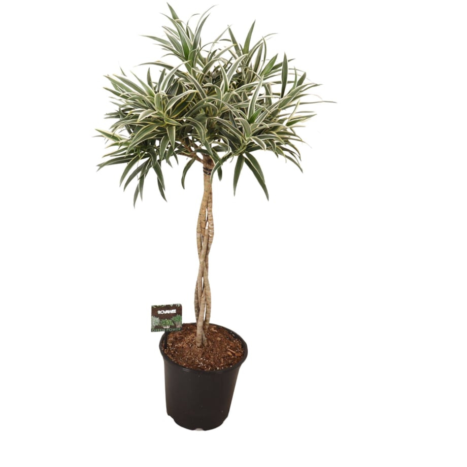 Dracaena reflexa spleciony pień XXL | Doniczka Ø 21 cm | Wysokość ok. 85 cm