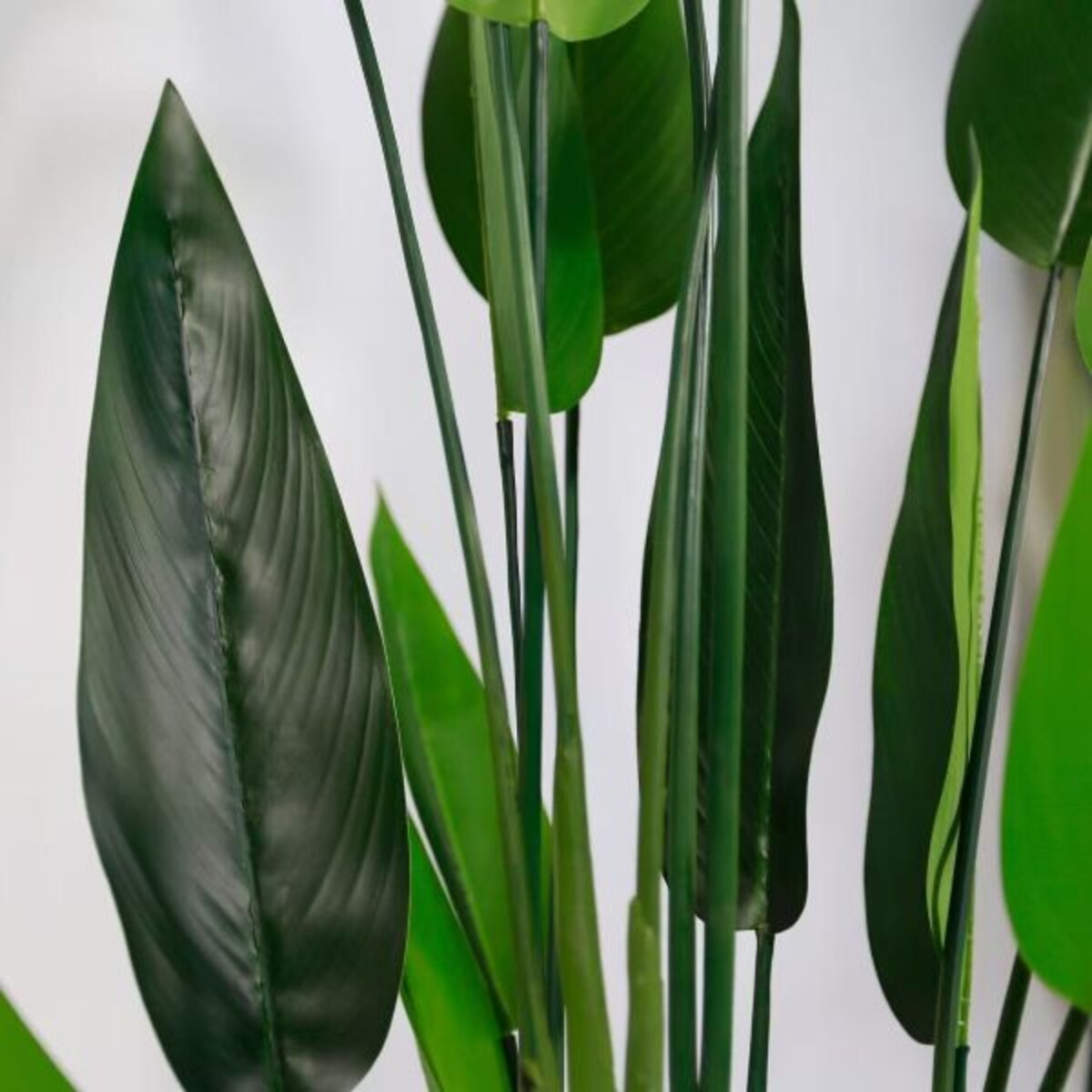 KWIAT STRELICJA KRÓLEWSKA 120 cm