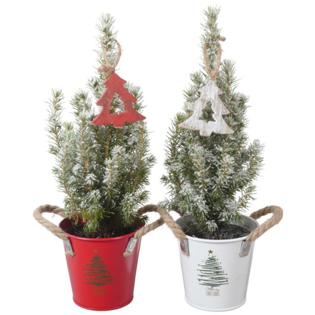 Picea Glauca -choinka- mini w wiaderku Doniczka Ø13cm | Wysokość ok. 45cm