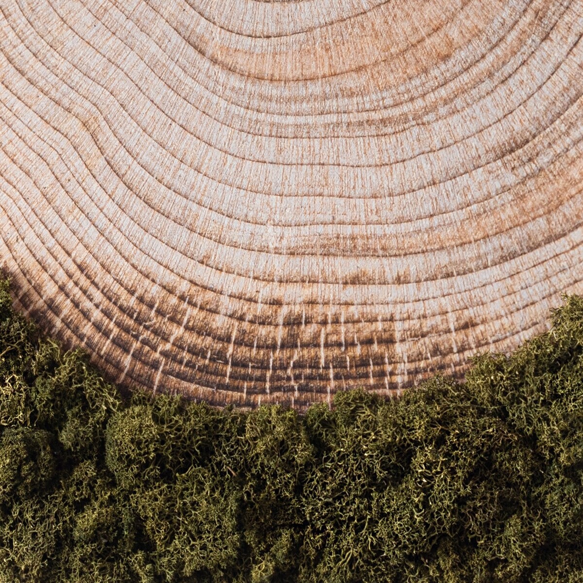 Obraz Słoje drewna - mech chrobotek w czarnej ramie 40x60cm