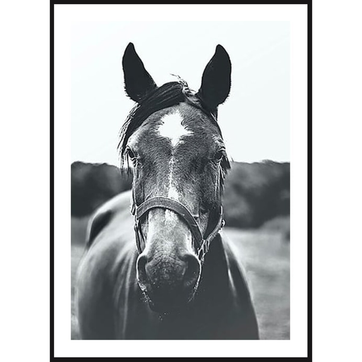 Poster Story, Plakat, Obraz - Czarno-biały Portret Konia, wymiary 42 x 60 cm