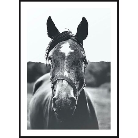 Poster Story, Plakat, Obraz - Czarno-biały Portret Konia, wymiary 42 x 60 cm
