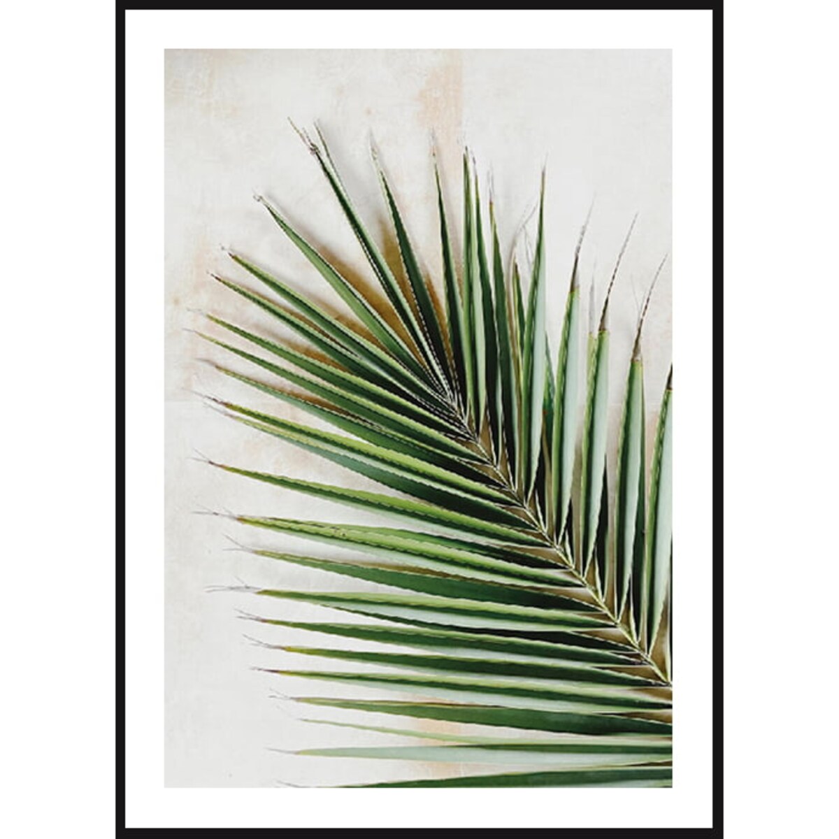 Poster Story, Plakat, Obraz - Zielona Gałązka Iglasta, wymiary 70 x 100 cm