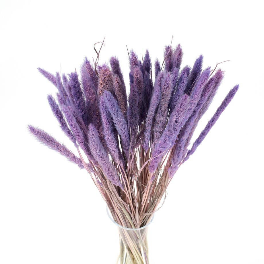 Suszona setaria fioletowa - suszone trawy