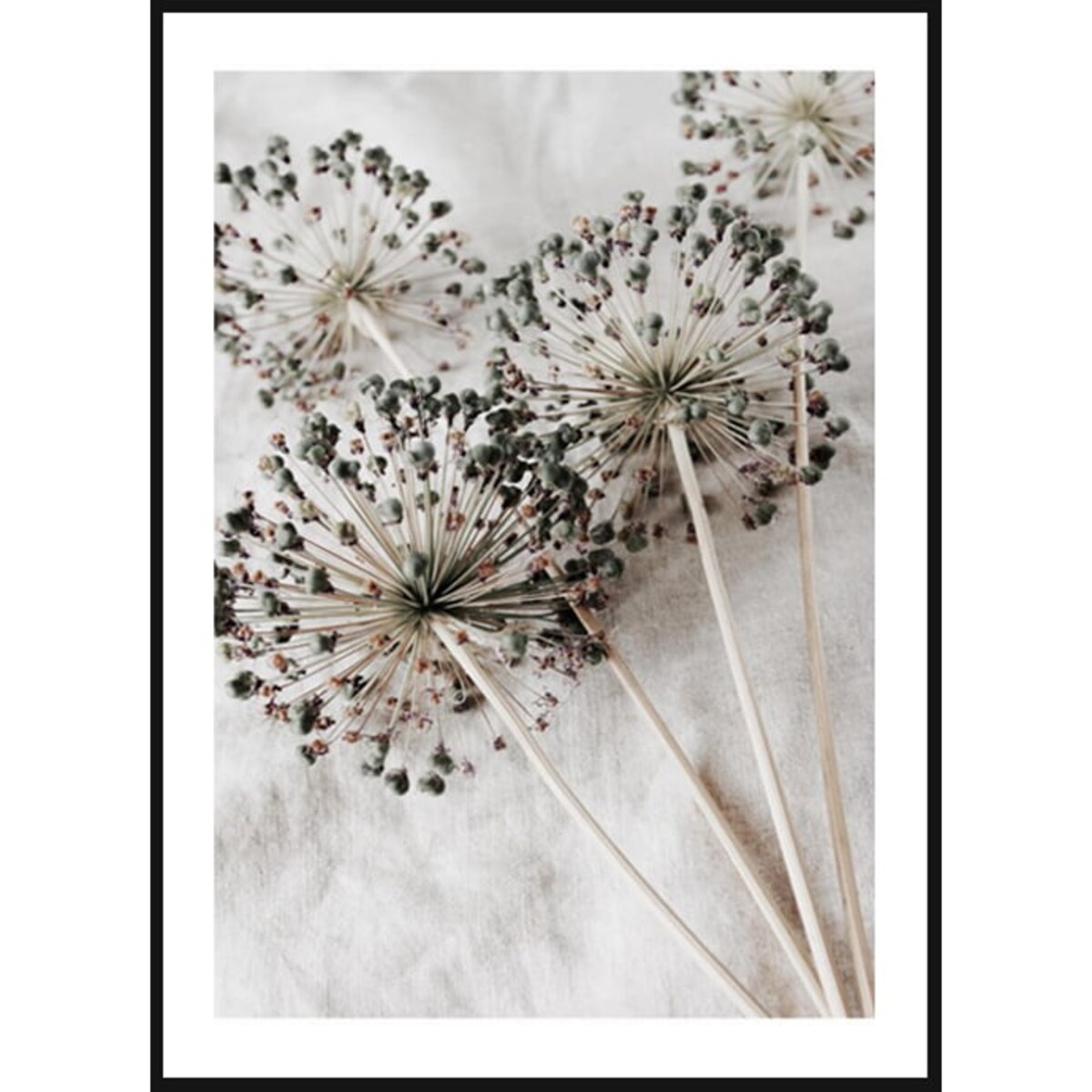 Poster Story, Plakat, Obraz - Suszone Dmuchawce, wymiary 30 x 42 cm