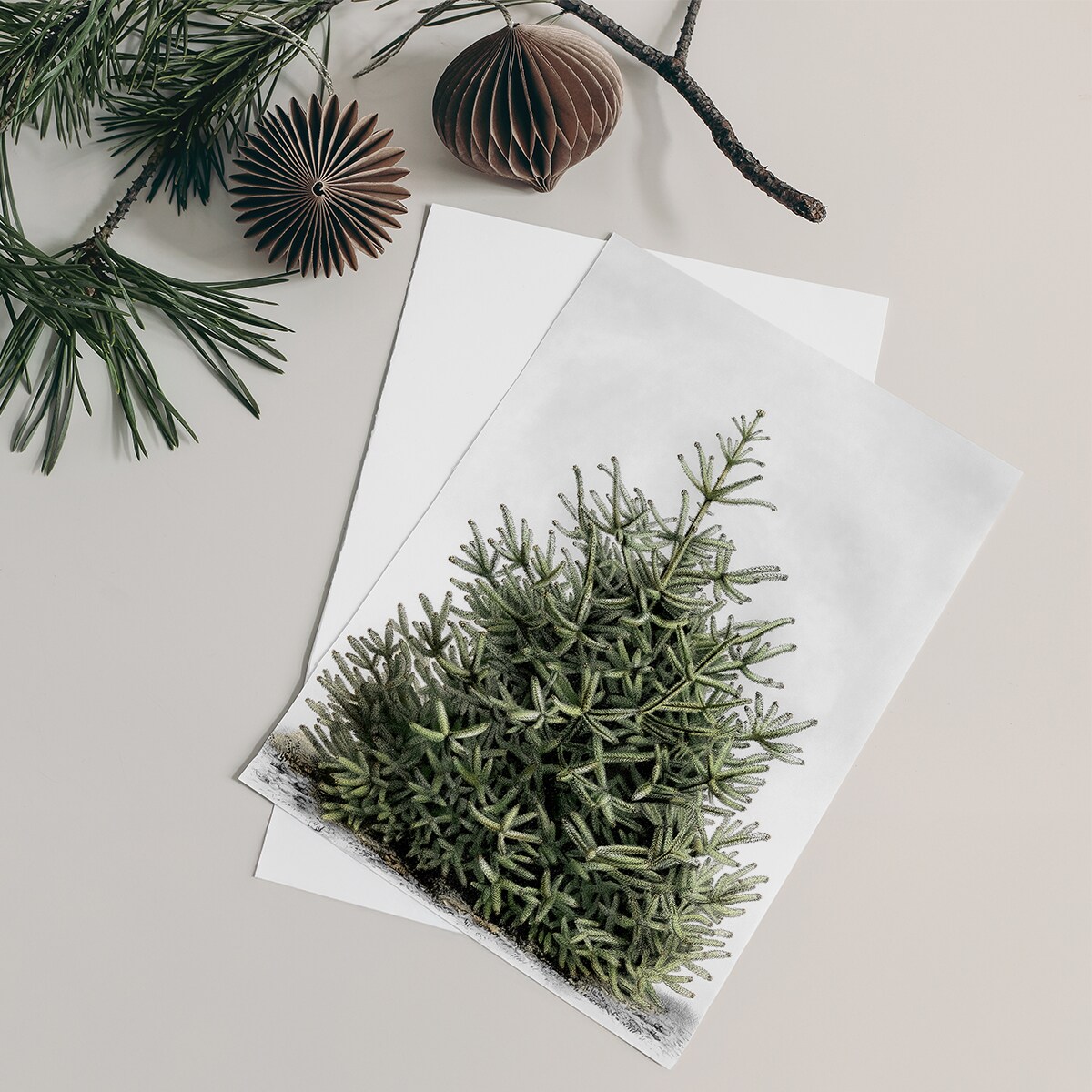 Plakat Jodła 21x30cm