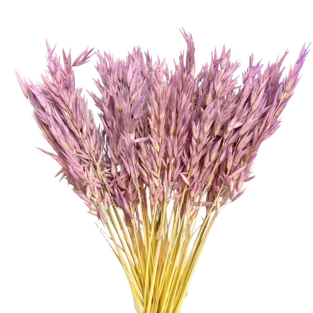 Suszony owies jasnofioletowy - suche zboża - 50 szt.