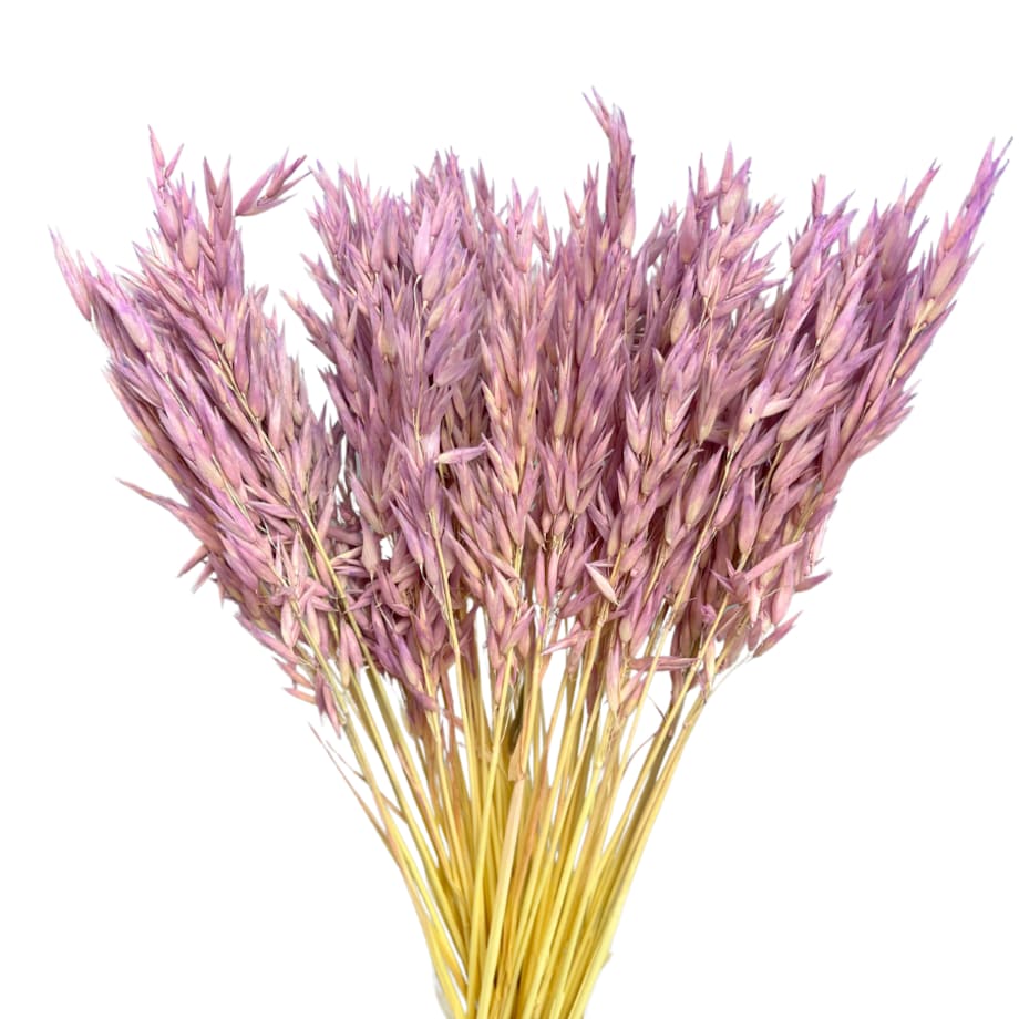 Suszony owies jasnofioletowy - suche zboża - 50 szt.