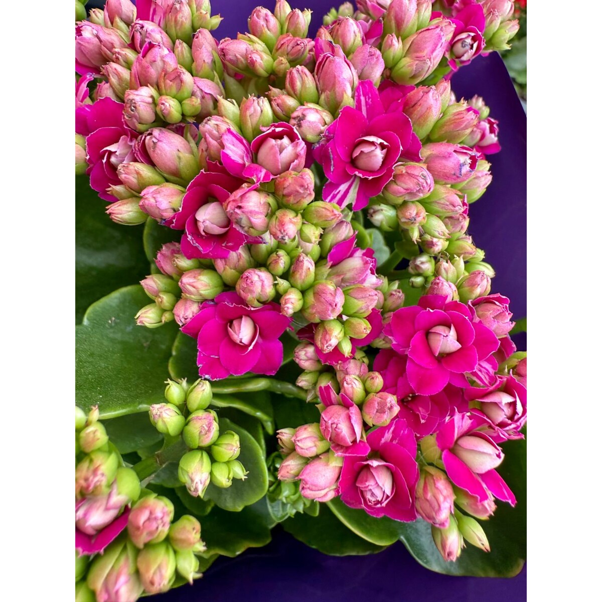 Kalanchoe blossfeldiana Happiness kolor fioletowy Ø 12cm wysokość 24cm