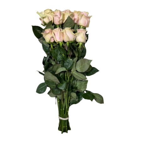 Bukiet róż Pink Mondial FR – 25 sztuk, wysokość 40-45 cm (Ekwador)