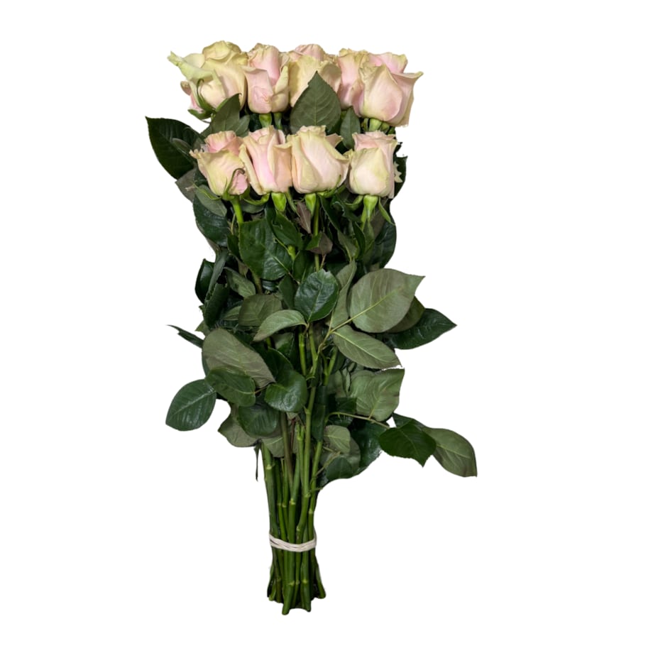 Bukiet róż Pink Mondial FR – 25 sztuk, wysokość 40-45 cm (Ekwador)