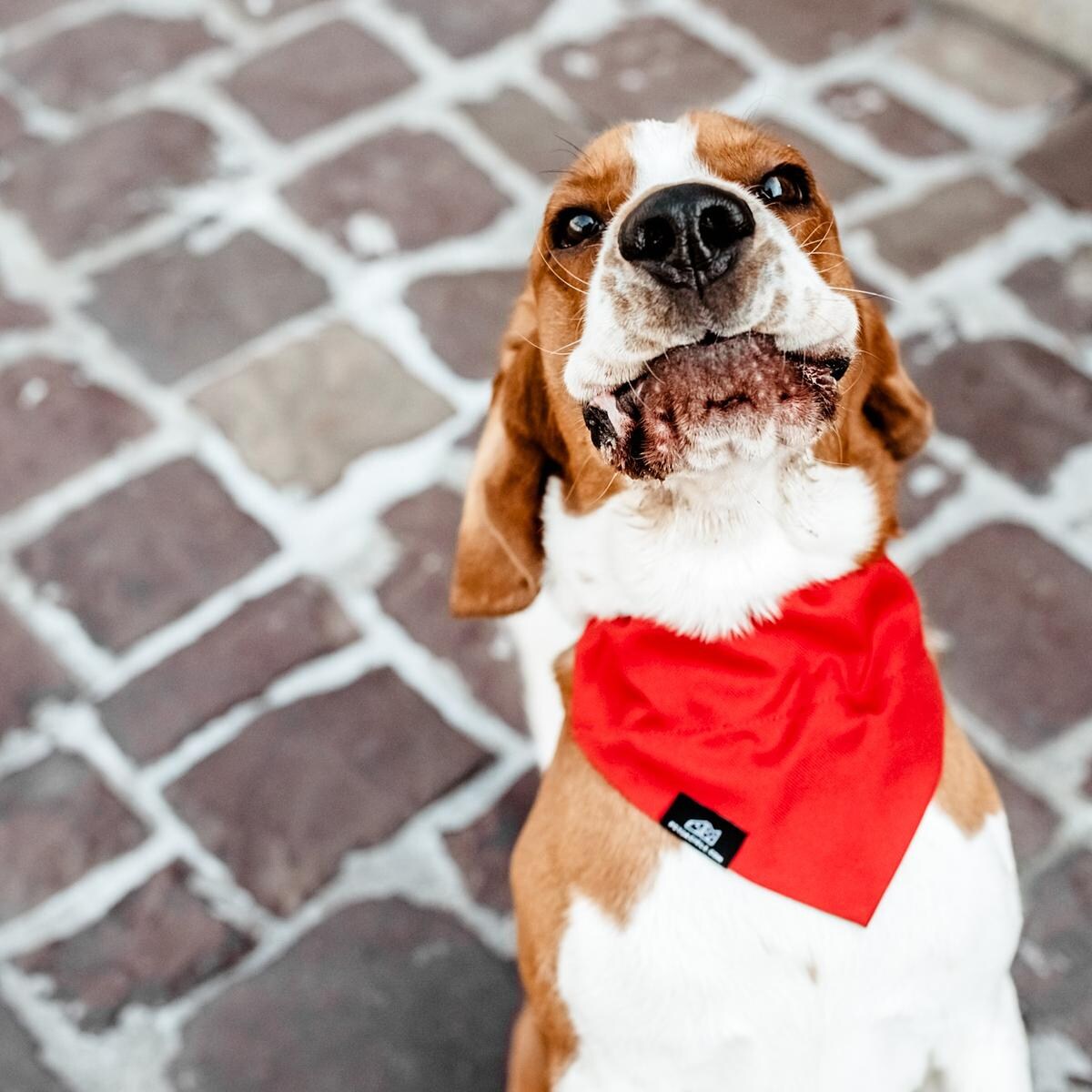 Bandanka "Zawstydzona biel" - Rozmiar: M, Rodzaj: Zapinana na szyi