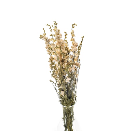 Ostróżka Suszona Biała