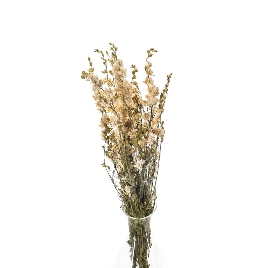 Ostróżka Suszona Biała