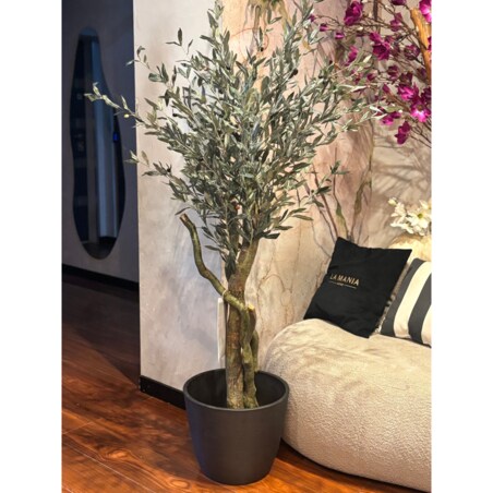 Drzewo oliwne 180cm na kręconym naturalnym pniu
