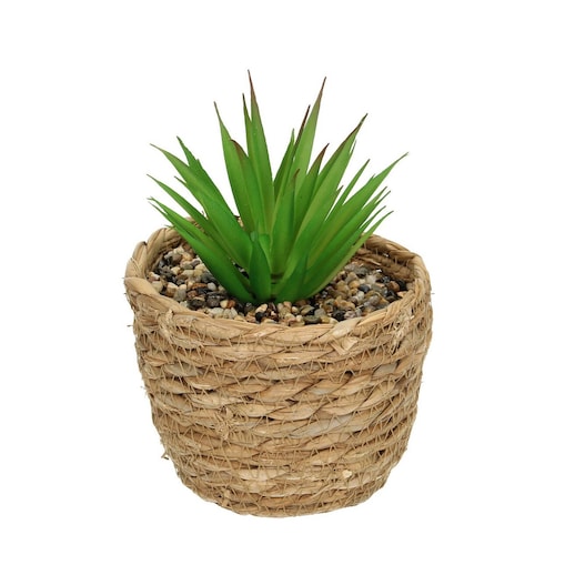 Dekoracja Aloe 20cm, 12 x 12 x 20 cm