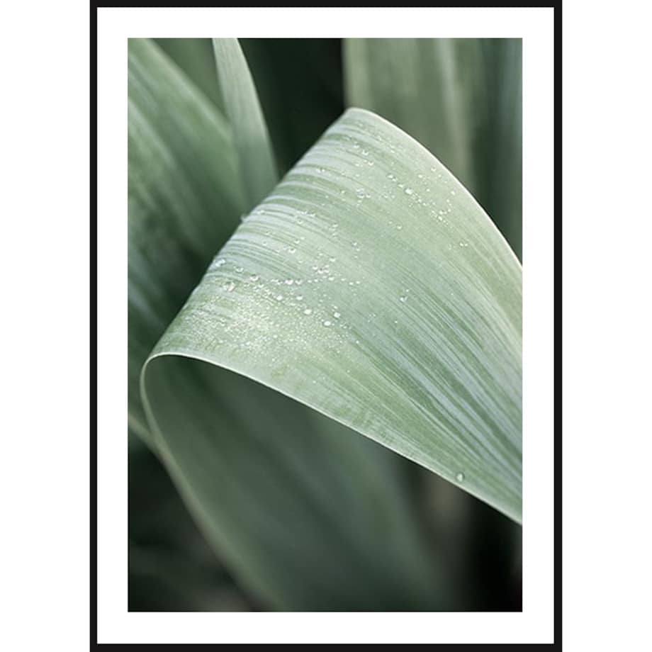 Poster Story, Plakat, Obraz - Duży Zielony Liść, wymiary 60 x 84 cm