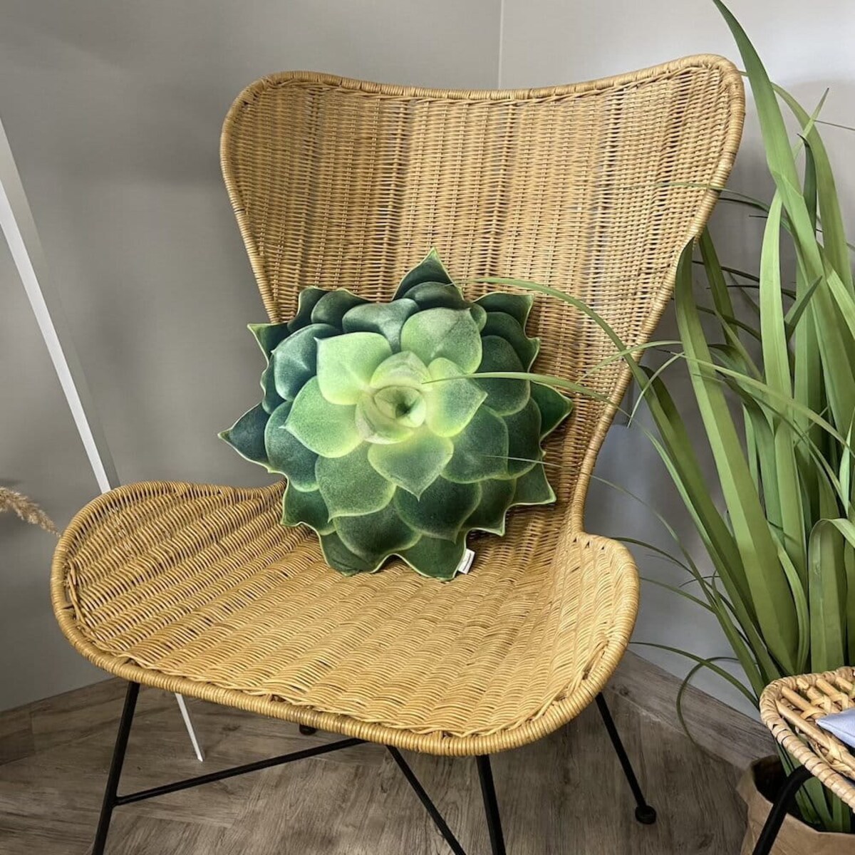 Poduszka duży Sukulent zielony Echeveria Eszeweria