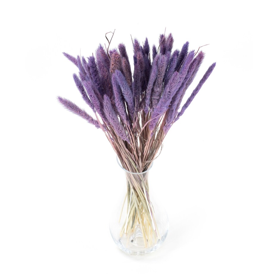 Suszona setaria fioletowa - suszone trawy