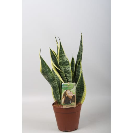 Sansevieria trifasciata Futura Superba| Doniczka Ø 14 cm | Wysokość ok. 40 cm