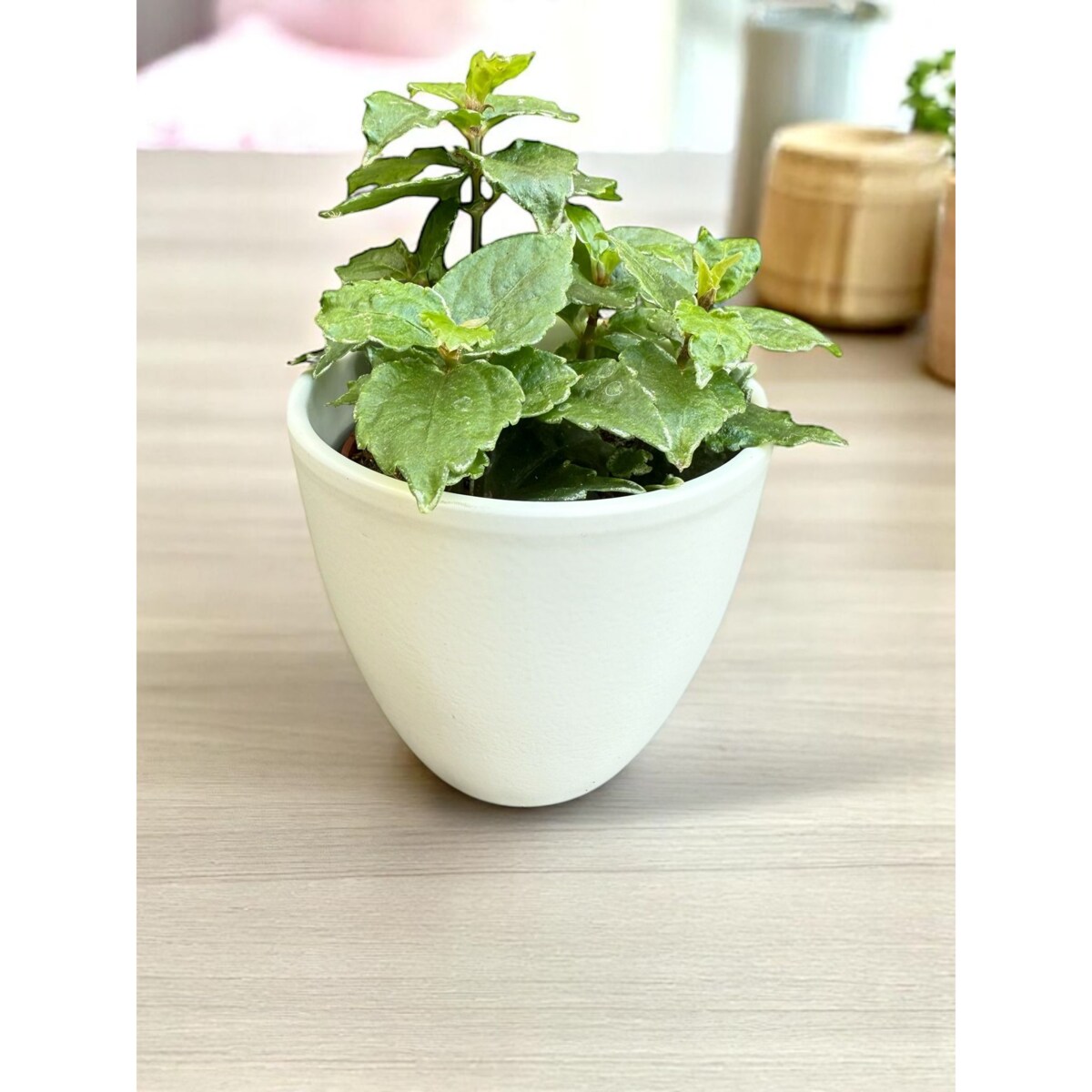 Pilea w ceramicznej doniczce – Ø 10 cm – wysokość 33 cm