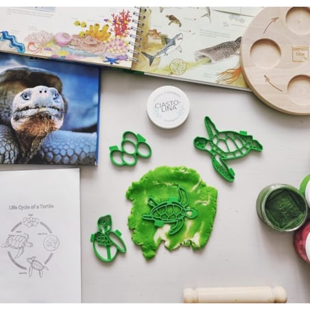 Foremki do ciastoliny cykl rozwoju Żółwia