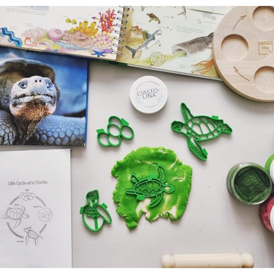 Foremki do ciastoliny cykl rozwoju Żółwia