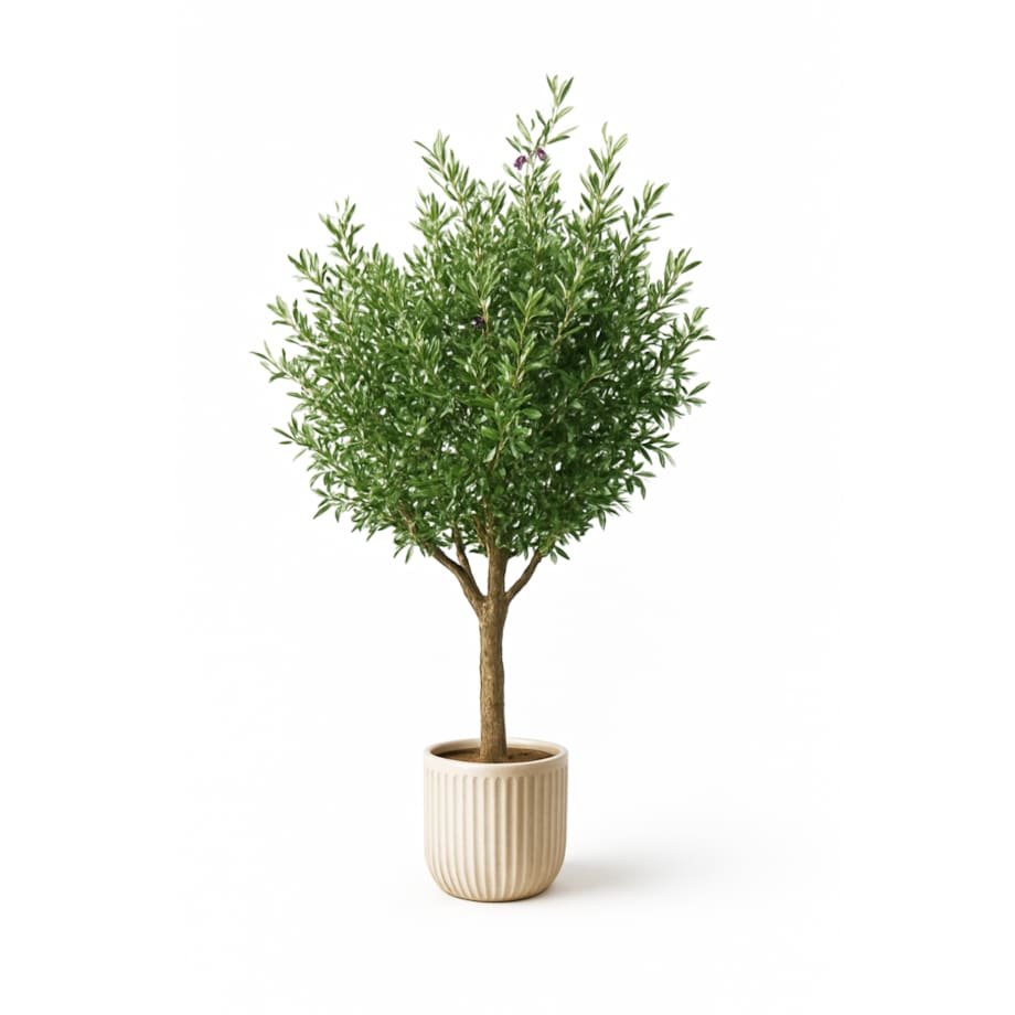 Drzewo oliwka na naturalnym pniu 240 cm - olbrzymia