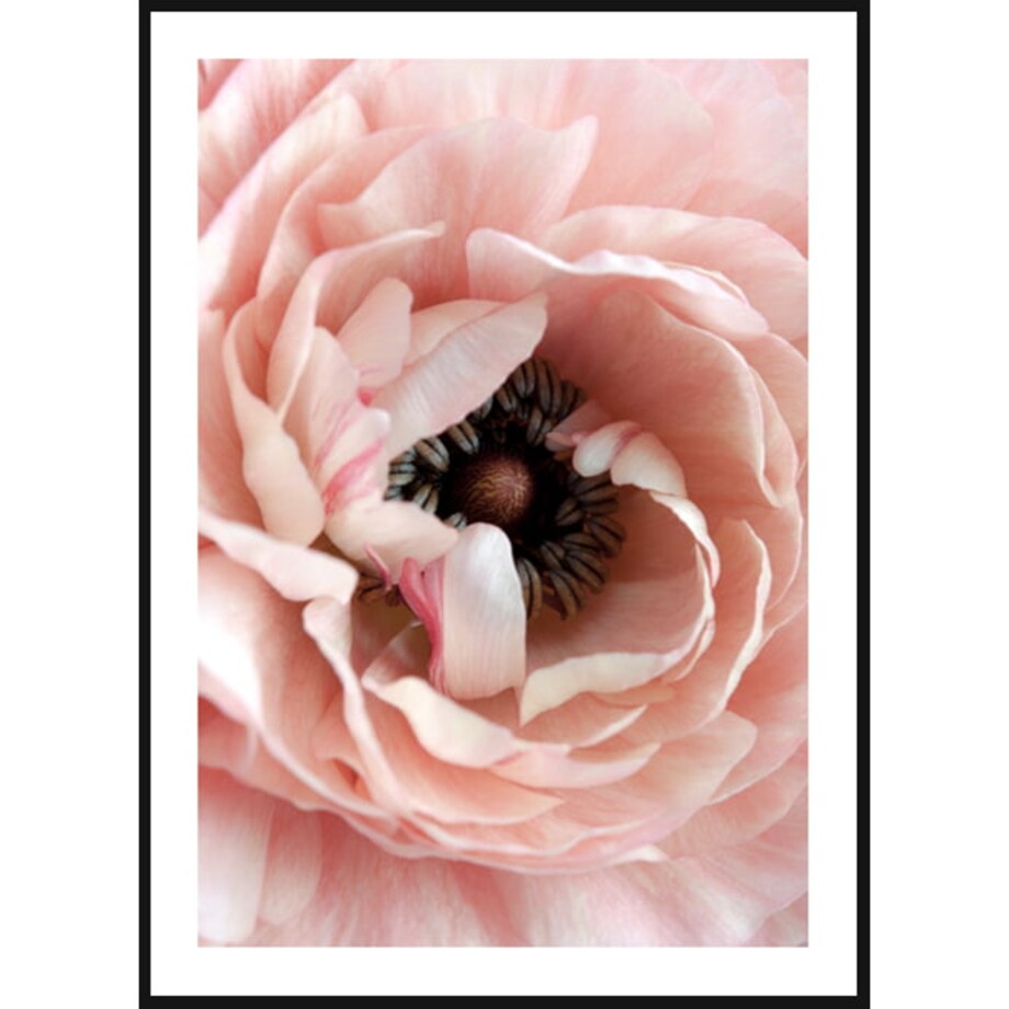 Poster Story, Plakat, Obraz - Piwonia w Zbliżeniu w Pełnym Rozkwicie, wymiary 60 x 84 cm