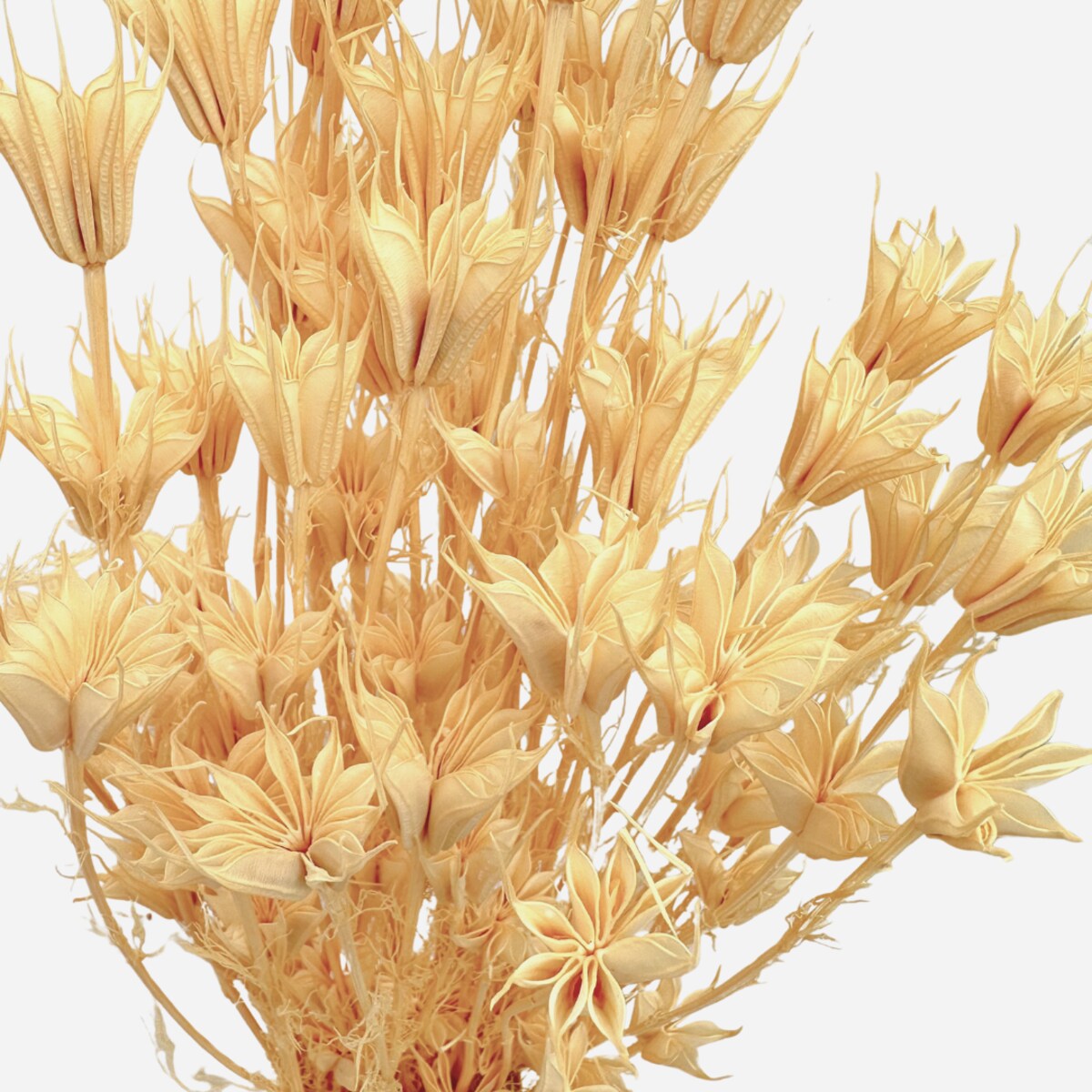 Suszona czarnuszka orientalna bielona