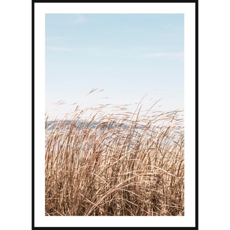 Poster Story, Plakat, Obraz - Morska Trawa, wymiary 70 x 100 cm