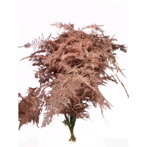 Asparagus Copper – bukiet , 50 szt., wysokość ok. 80 cm, 550–600 g