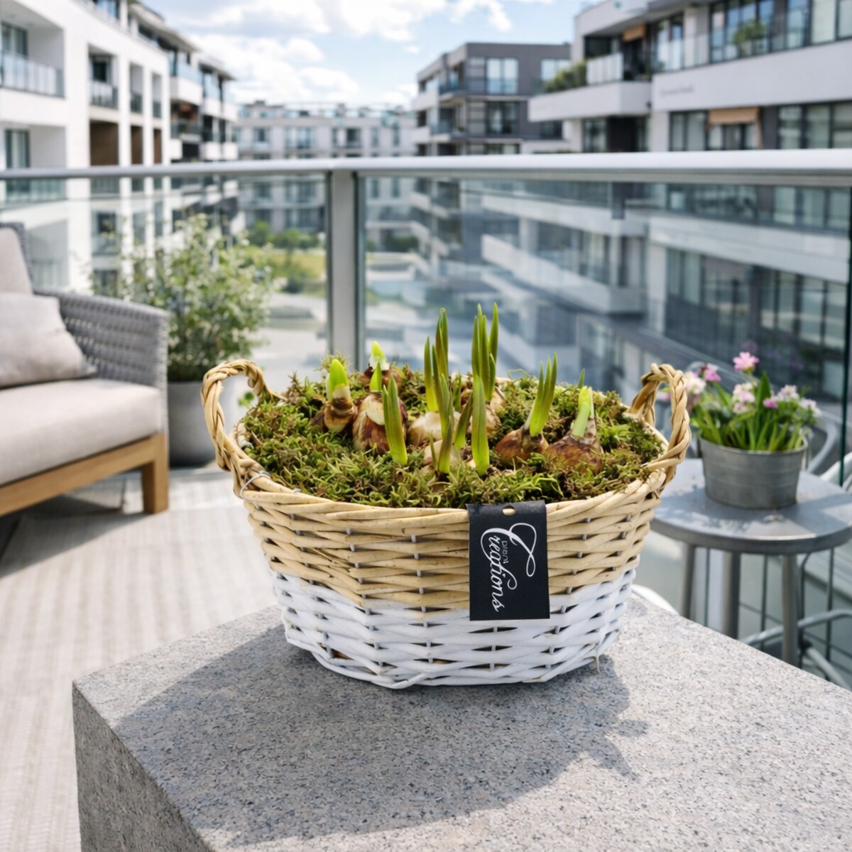 Kompozycja cebulowa doniczka 27cm wysokość 20-40cm - Narcyzy&Muscari