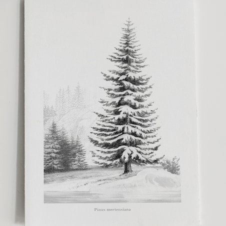 Plakat Śnieżna Sosna 21x30cm