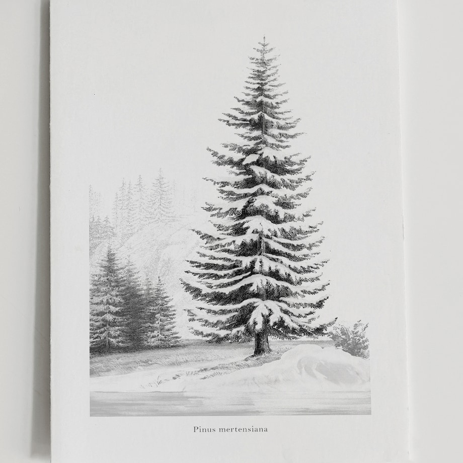 Plakat Śnieżna Sosna 21x30cm