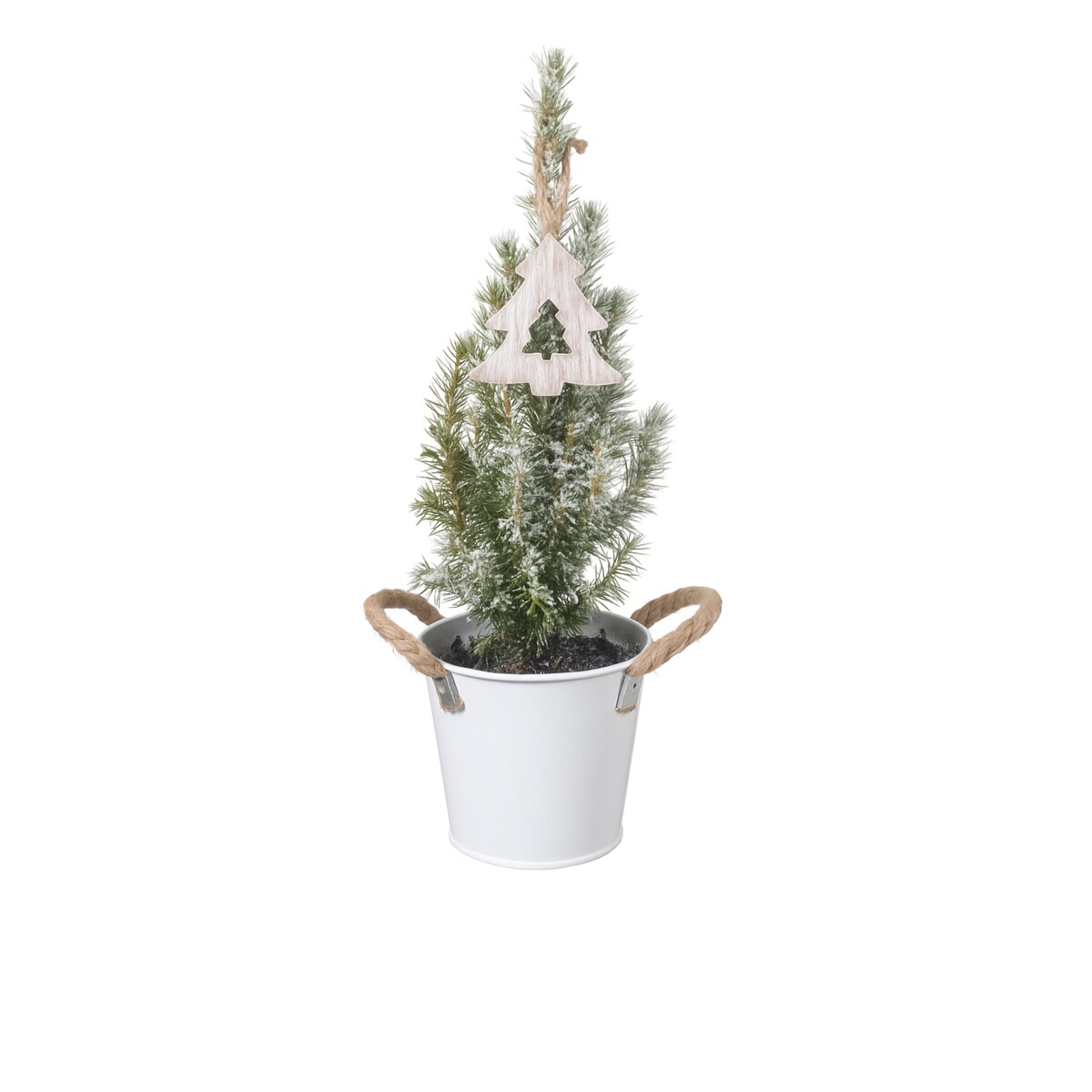 Picea Glauca -choinka- mini w wiaderku Doniczka Ø13cm | Wysokość ok. 45cm